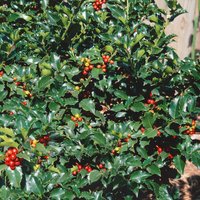 Ilex Blue Maid (Ilex × meserveae)
Ilex Blue Maid (Ilex × meserveae)