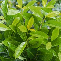 Prunus rotundifolia Cherry Laurel (Prunus laurocerasus 'Rotundifolia')
Prunus rotundifolia Cherry Laurel (Prunus laurocerasus 'Rotundifolia')