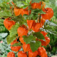Physalis Alkekengi Chinese Lantern (Physalis Alkekengi)
Physalis Alkekengi Chinese Lantern (Physalis Alkekengi)