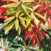 Pieris japonica Mix - 23cm
Pieris japonica Mix - 23cm