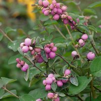 Symphoricarpos Magical Candy (Symphoricarpos doorenbosii)
Symphoricarpos Magical Candy (Symphoricarpos doorenbosii)