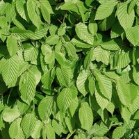 Carpinus betulus Hornbeam (Carpinus Betulus)
Carpinus betulus Hornbeam (Carpinus Betulus)