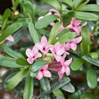 Daphne Fragrance Mix 15cm
Daphne Fragrance Mix 15cm