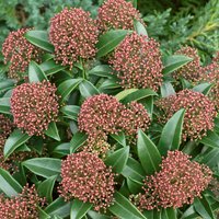 Skimmia jap. Mystic Marlot (Skimmia japonica 'Marlot') - 13cm
Skimmia jap. Mystic Marlot (Skimmia japonica 'Marlot') - 13cm