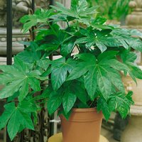 Fatsia japonica 17cm
Fatsia japonica 17cm
