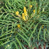Mahonia Soft Caress 15cm (eurybracteata subsp. ganpinensis)
Mahonia Soft Caress 15cm (eurybracteata subsp. ganpinensis)