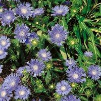 Stokesia leavis Mels Blue (Stokesia laevis)
Stokesia leavis Mels Blue (Stokesia laevis)