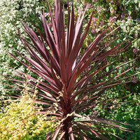 Cordyline aus. 'Red Star' (Cordyline australis 'Red Star')
Cordyline aus. 'Red Star' (Cordyline australis 'Red Star')