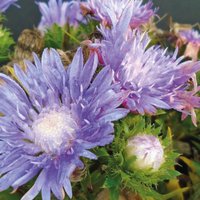 Stokesia Mega (1197) (Stokesia laevis)
Stokesia Mega (1197) (Stokesia laevis)