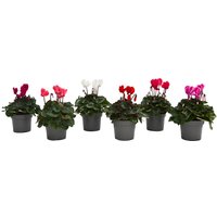 Cyclamen 12cm House Plant
Cyclamen 12cm House Plant