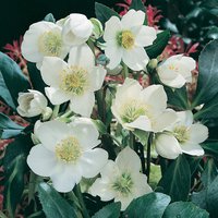 Helleborus niger Christmas Carol 12cm
Helleborus niger Christmas Carol 12cm
