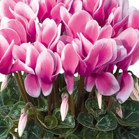 Cyclamen Indiaka (Cyclamen Persicum Hybrid) Plant
Cyclamen Indiaka (Cyclamen Persicum Hybrid) Plant