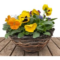 Autumn Pansy Rattan Hanging Basket - 30cm
Autumn Pansy Rattan Hanging Basket - 30cm