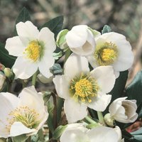 Helleborus Winterbells
Helleborus Winterbells