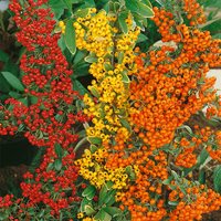 Pyracantha Mix on stick (Pyracantha coccinea 'Red Column')
Pyracantha Mix on stick (Pyracantha coccinea 'Red Column')