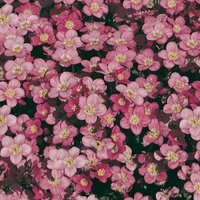 Saxifrage (Saxifraga)
Saxifrage (Saxifraga)