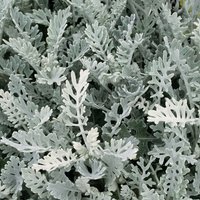 Cineraria Silver Dust (Senecio cineraria 'Silver Dust')
Cineraria Silver Dust (Senecio cineraria 'Silver Dust')