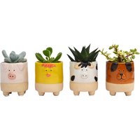 Farm Succulents
Farm Succulents