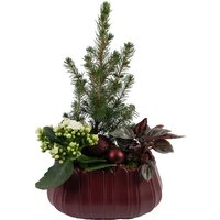Picea Tree with Peperomia and Calandiva Plant in Ceramic Pot - Large
Picea Tree with Peperomia and Calandiva Plant in Ceramic Pot - Large