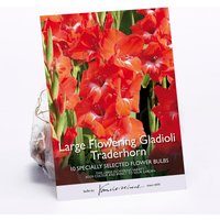 Gladioli Traderhorn Flower Bulbs
Gladioli Traderhorn Flower Bulbs