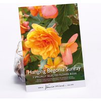 Hanging Begonia Sunray Flower Bulbs
Hanging Begonia Sunray Flower Bulbs