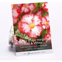 Begonia Red & White Flower Bulbs
Begonia Red & White Flower Bulbs