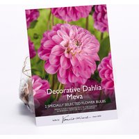 Decorative Dahlia Meva Flower Bulbs
Decorative Dahlia Meva Flower Bulbs