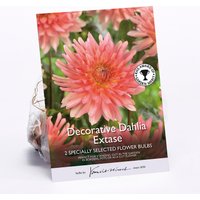 Decorative Dahlia Extase Flower Bulbs
Decorative Dahlia Extase Flower Bulbs