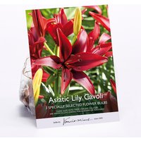 3 Asiatic Lily Cavoli Flower Bulbs
3 Asiatic Lily Cavoli Flower Bulbs