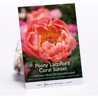 Peony Lactiflora Coral Sunset Flower Bulb
Peony Lactiflora Coral Sunset Flower Bulb