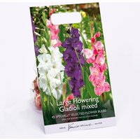 Large Flowering Gladioli Mixed Flower Bulbs
Large Flowering Gladioli Mixed Flower Bulbs
