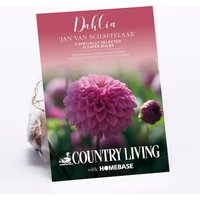 Dahlia Jan van Schaffelaar Flower Bulbs
Dahlia Jan van Schaffelaar Flower Bulbs