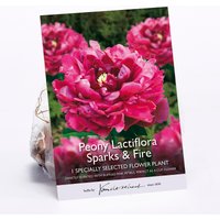 Peony Lactiflora Sparks & Fire Flower Bulb
Peony Lactiflora Sparks & Fire Flower Bulb