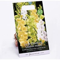 Large Flowering Gladioli Mixed Flower Bulbs
Large Flowering Gladioli Mixed Flower Bulbs