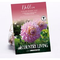 Dahlia Strawberry Ice Flower Bulbs
Dahlia Strawberry Ice Flower Bulbs