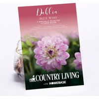 Dahlia Blue Wish Flower Bulbs
Dahlia Blue Wish Flower Bulbs