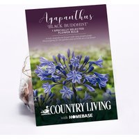 Agapanthus Black Buddhist Flower Bulb
Agapanthus Black Buddhist Flower Bulb