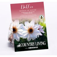 Dahlia Bishop of Dover Flower Bulbs
Dahlia Bishop of Dover Flower Bulbs