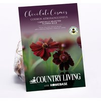 Chocolate Cosmos Flower Bulb
Chocolate Cosmos Flower Bulb