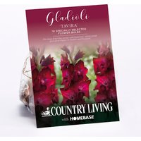 Gladioli Tavira Flower Bulbs
Gladioli Tavira Flower Bulbs