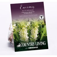 Eucomis Autumnalis Flower Bulb
Eucomis Autumnalis Flower Bulb
