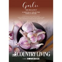 Country Living Garlic 'Morado'
Country Living Garlic 'Morado'