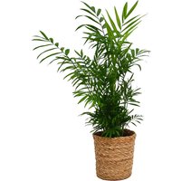 Chamaedorea elegans (Parlour Palm) Houseplant in Wicker Basket - 19cm
Chamaedorea elegans (Parlour Palm) Houseplant in Wicker Basket - 19cm