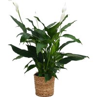 Spathiphyllum (Peace Lily) in Wicker Basket - 19cm
Spathiphyllum (Peace Lily) in Wicker Basket - 19cm