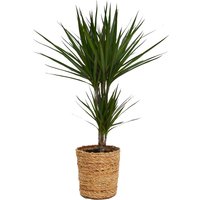 Dracaena marginata (Dragon Tree) in Wicker Basket - 19cm
Dracaena marginata (Dragon Tree) in Wicker Basket - 19cm