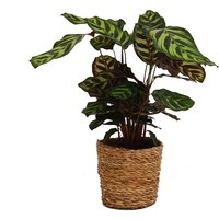 Calathea (Prayer Plant) in Wicker Basket - 15cm
Calathea (Prayer Plant) in Wicker Basket - 15cm