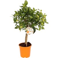 Citrus Microcarpa Calamondin House Plant - 15cm
Citrus Microcarpa Calamondin House Plant - 15cm