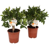 Citrus Calamondin and Lemon Trellis House Plant - 12cm
Citrus Calamondin and Lemon Trellis House Plant - 12cm