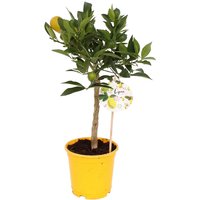 Citrus Floridana Limon House Plant - 15cm
Citrus Floridana Limon House Plant - 15cm