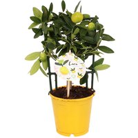 Citrus Floridana Limon Trellis House Plant - 12.5cm
Citrus Floridana Limon Trellis House Plant - 12.5cm